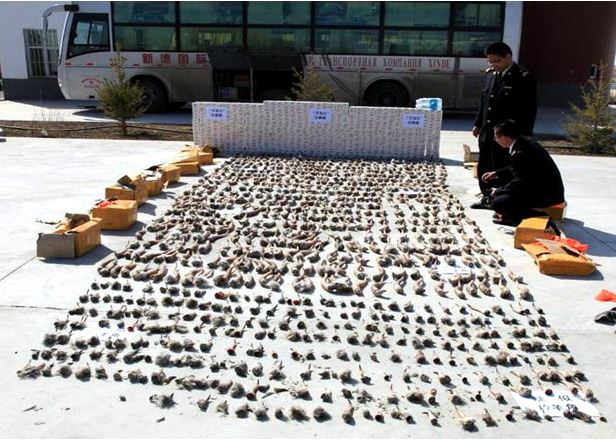 乌鲁木齐海关查获涉嫌走私羚羊角876根(图)