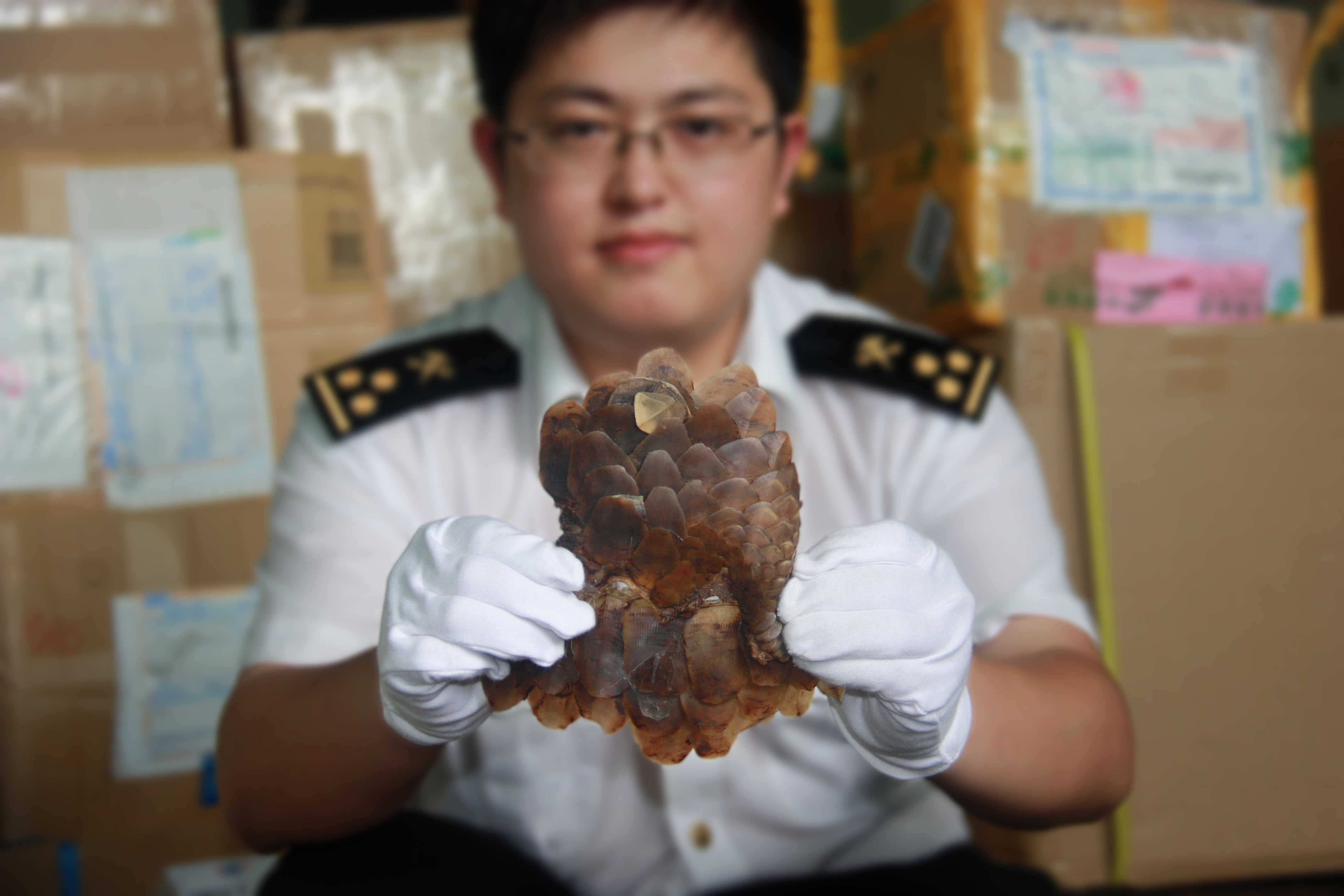 广州海关截获邮件走私穿山甲鳞片136公斤(图)