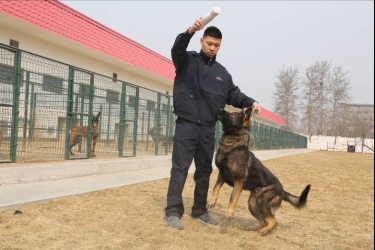 22只德国缉毒犬进驻海关总署北京缉私犬基地(图)