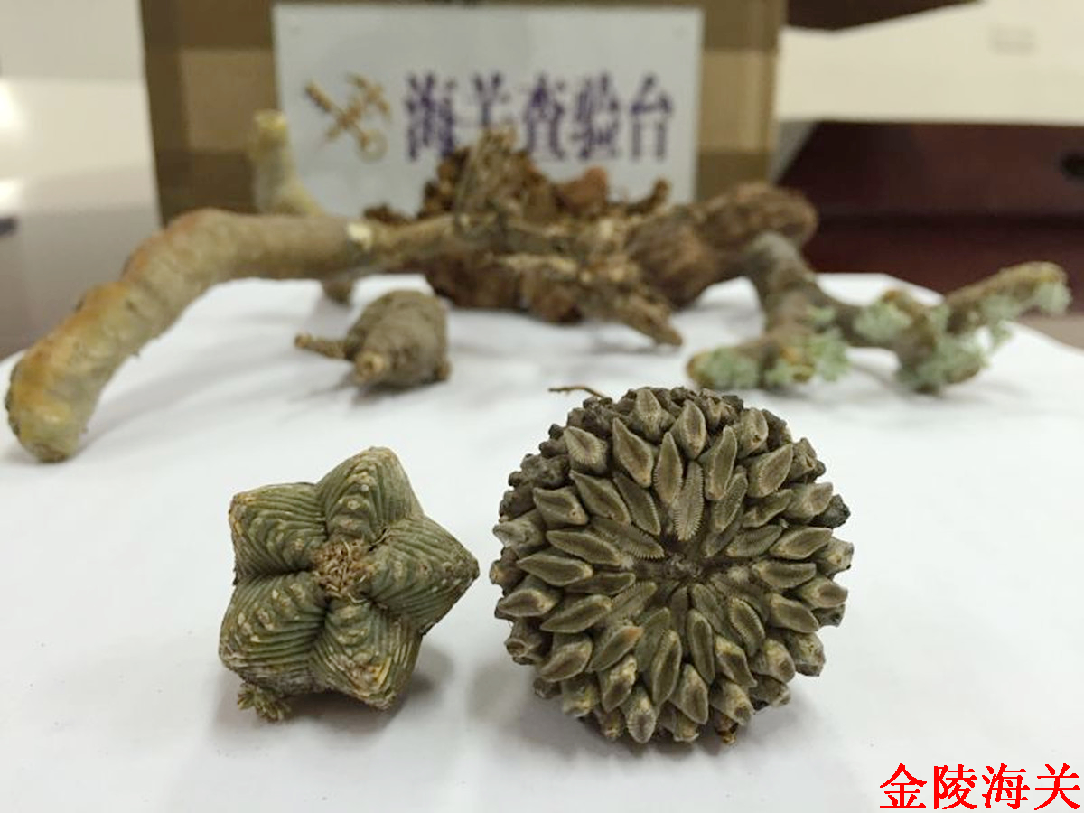 金陵海关驻邮局办事处首次查获濒危野生植物