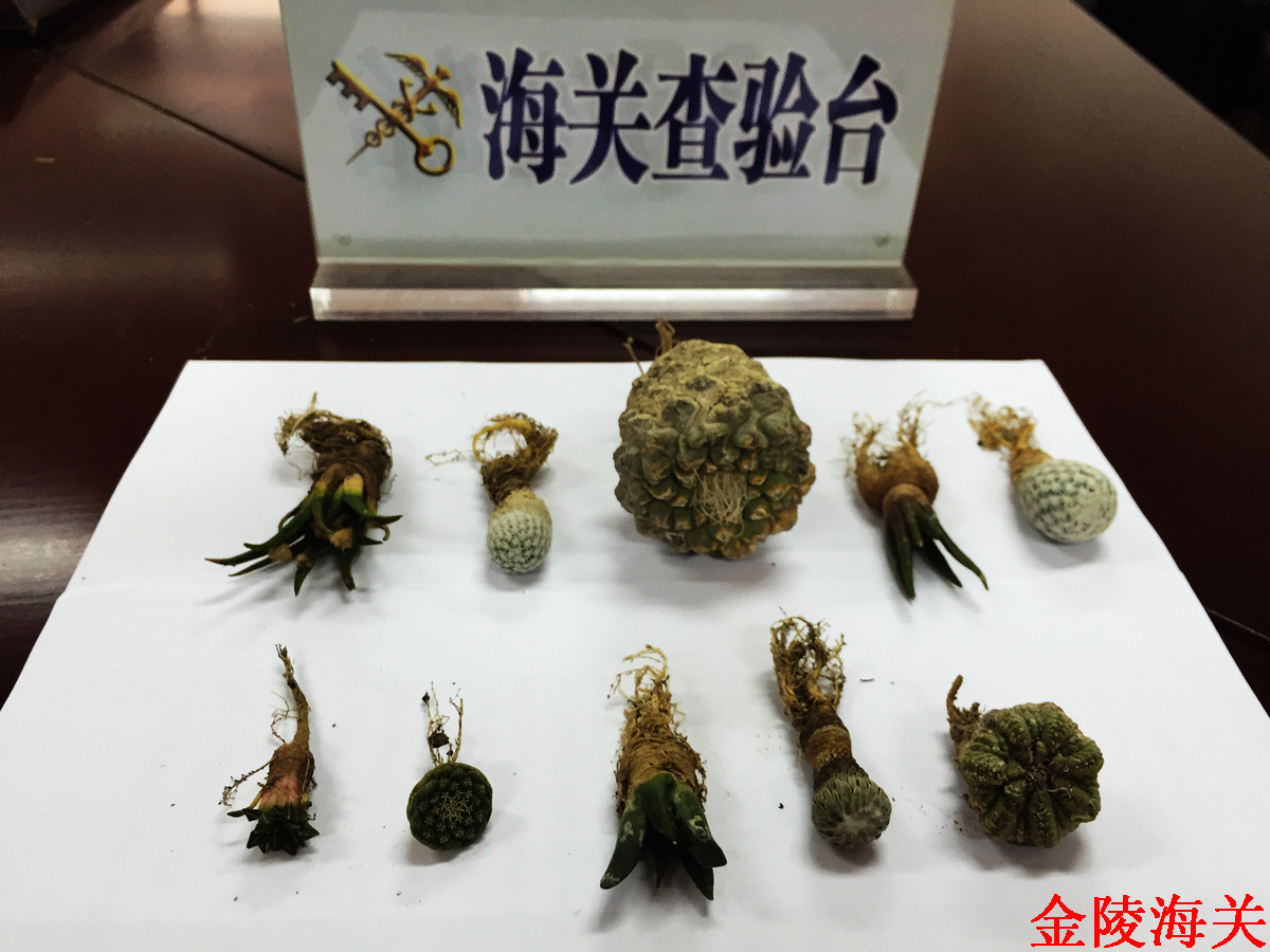 金陵海关驻邮局办事处再次查获疑似濒危植物
