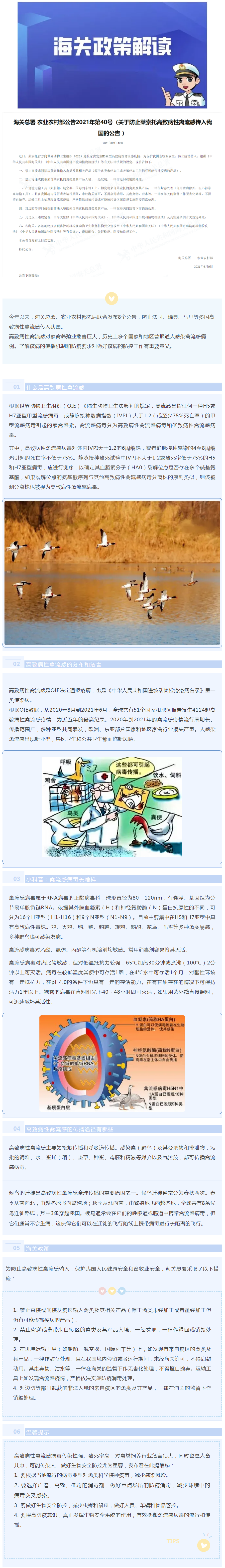 【动植物检疫】什么是高致病性禽流感_