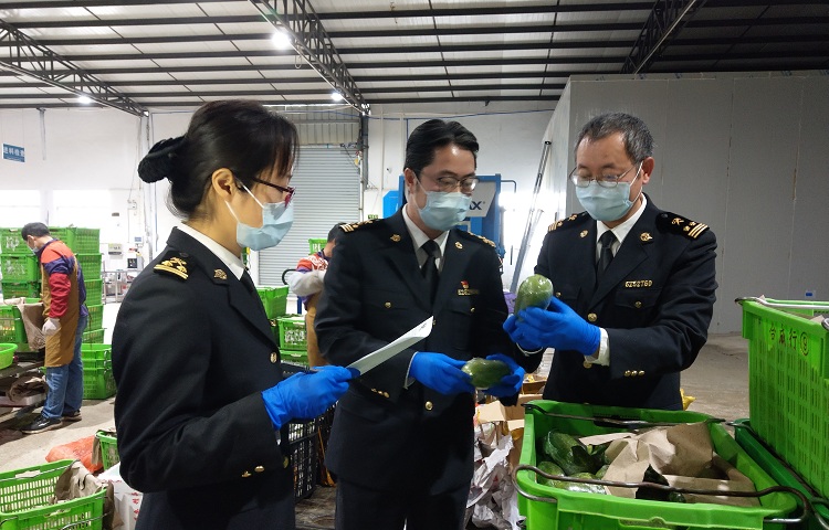增城海关现场检疫出口蔬菜+濮宣摄