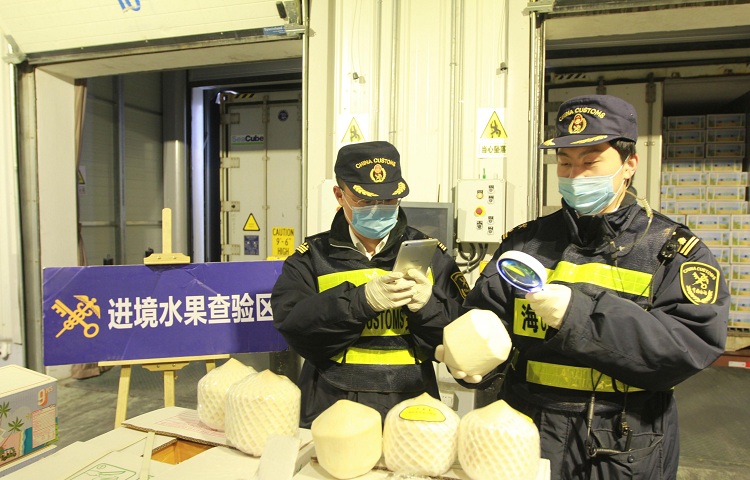 上海外港海关对泰国椰子实施查验20200319-孙鹏摄1