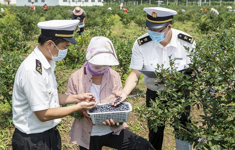 走向田间地头，连云港海关为水果出口开辟绿色通道-20200921-林军摄+(3)