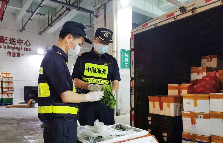 图为：海关关员对供澳蔬菜进行抽样+曾魏摄