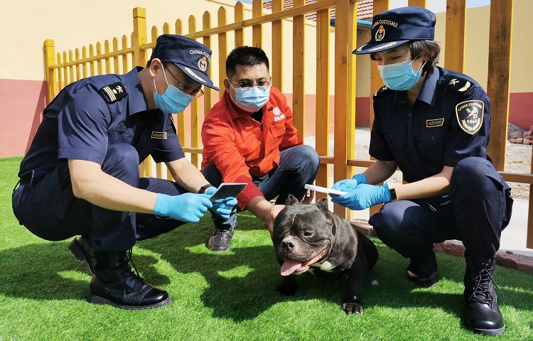 图为:海关关员现场检疫出口宠物犬+王信星摄 图为:海关关员现场检疫出口宠物犬+王信星摄