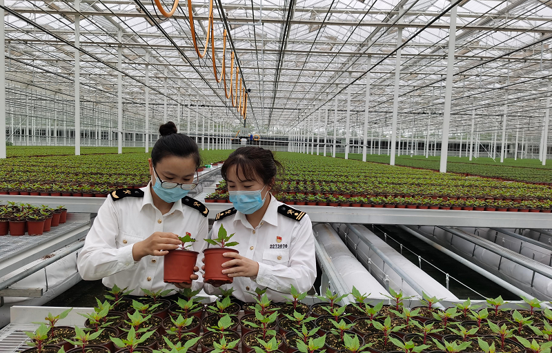 崇明海关关员在花博会“花卉超级工厂”温室大棚内开展有害生物监测工作20210520-黄怡婷+摄