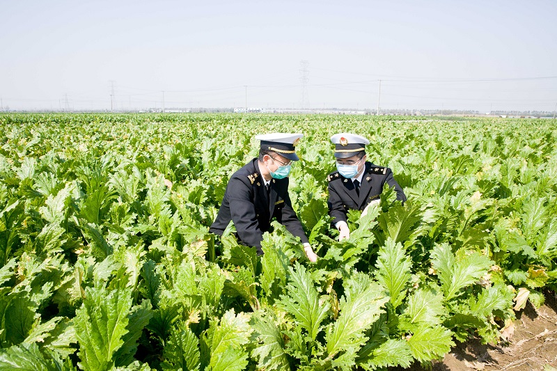 余姚海关关员深入榨菜种植基地为榨菜出口保驾护航+++周友泉摄