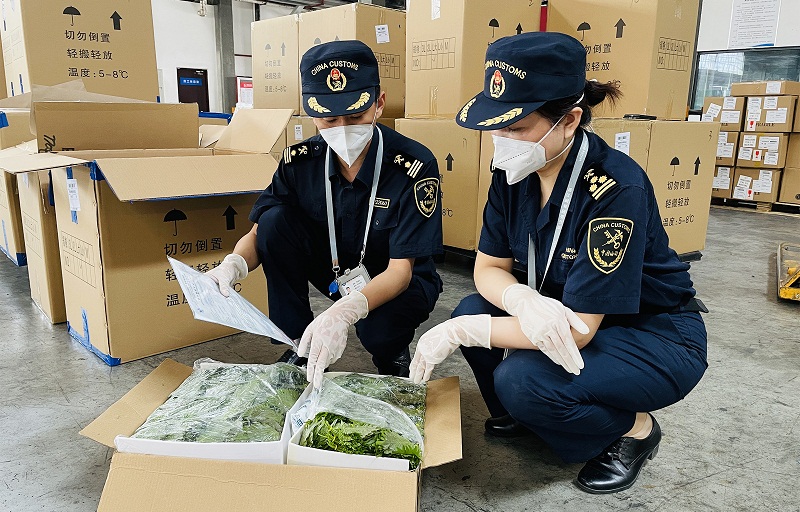 圖為：海關(guān)關(guān)員快速驗(yàn)放出口保鮮紫蘇葉++刁偉攝