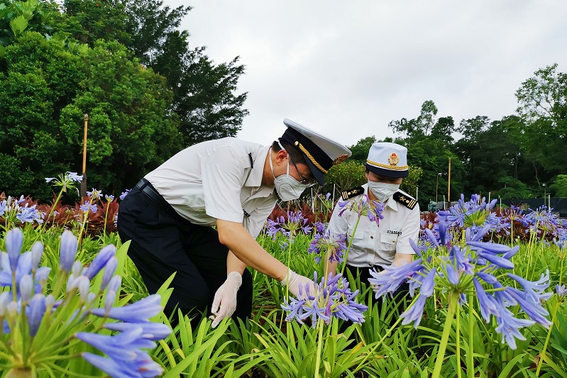 香洲海关关员对出口花卉苗木实施产地检验检疫监管+丘丽欢摄