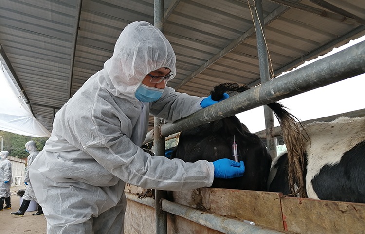 南平海关对进境种牛隔进行离检疫2