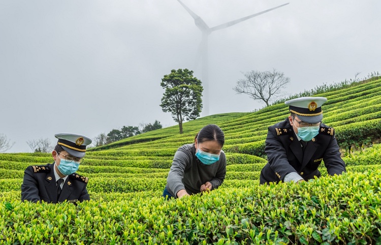 宁海海关主动提供“点对点、门对门”监管服务助力辖区茶叶企业出口（图）