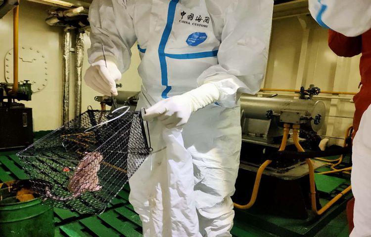 厦门关区今年首次在入境船舶中截获3只活鼠及鼠疫媒介印鼠客蚤（图）