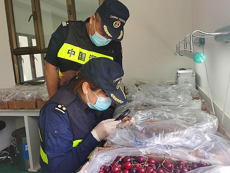 新疆霍尔果斯口岸首次进口樱桃（图）