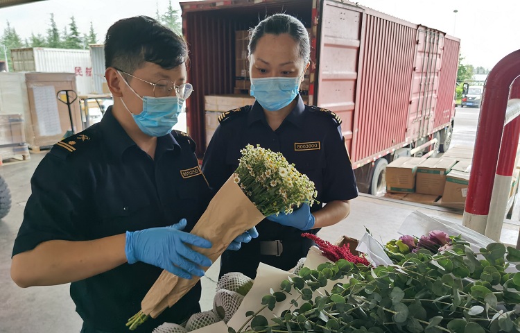 重庆江北机场海关正在查验出口鲜花