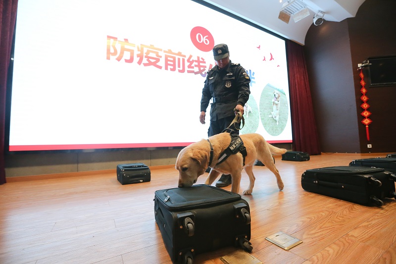 海关监管工作犬向青少年学生现场演示20210402-张一摄2