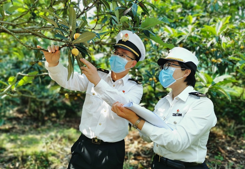 图为苏州海关关员赴东山枇杷生产基地现场监管20210517胡蓉榕摄影