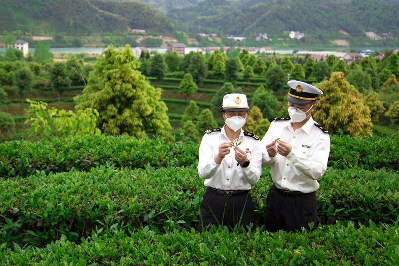春茶1