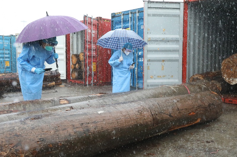 广州海关所属南沙海关关员雨中对进境原木实施查验