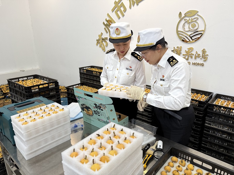 圖為：蘇州海關關員對出口枇杷實施查檢作業。王梓懿攝