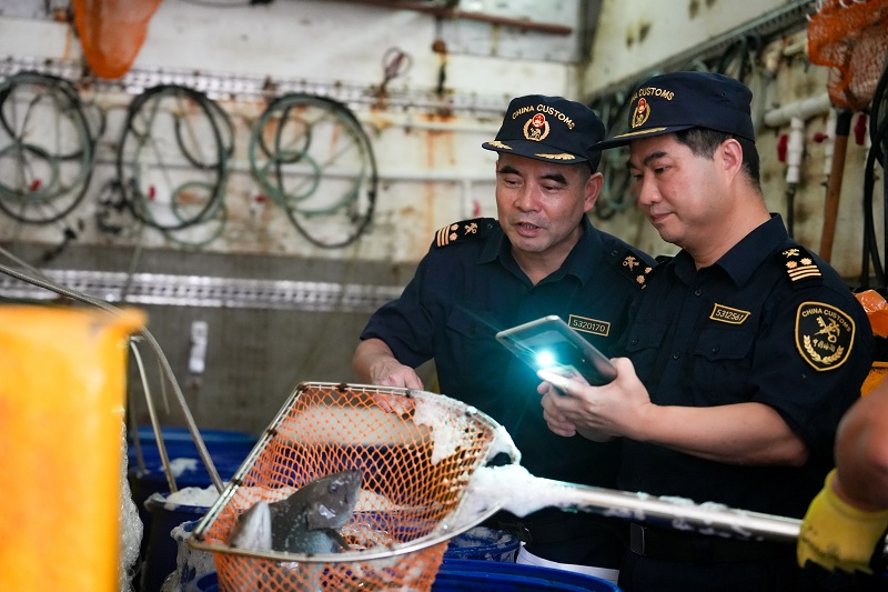 圖為關員在臺風天快速驗放供港鮮活產品