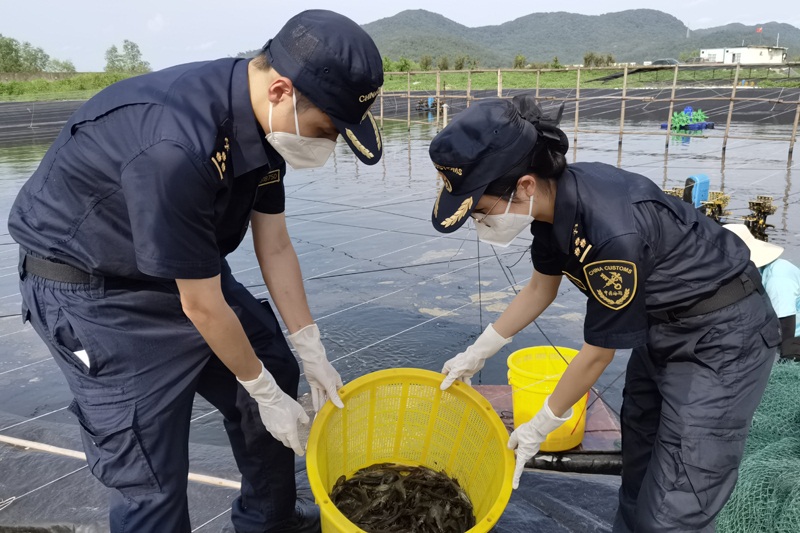 图为：关员对出口水产品进行查验1。江关宣+摄