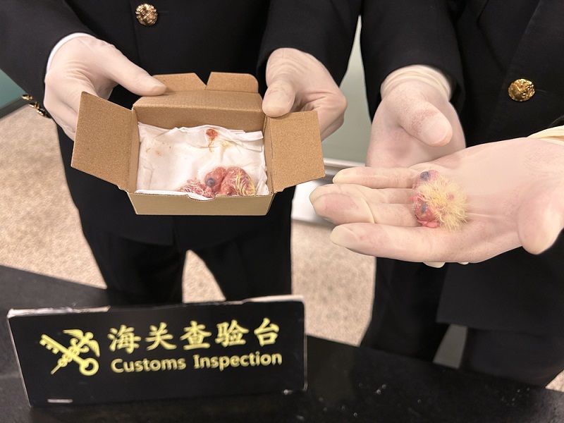 厦门机场海关在入境旅检渠道查获濒危的太阳锥尾鹦鹉雏鸟+赵蓉摄++(3)