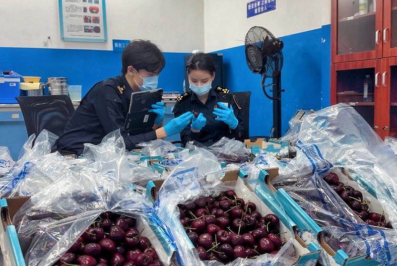 图为：广州海关所属广州白云机场海关关员对进口车厘子进行监管[1]