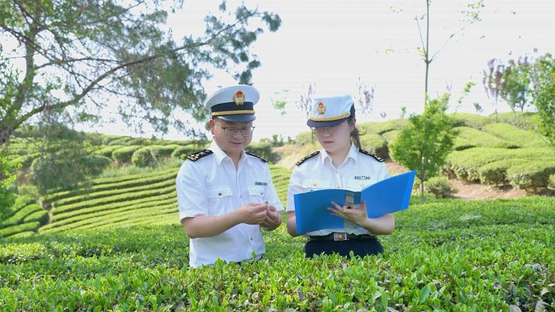 汉中海关查验茶叶